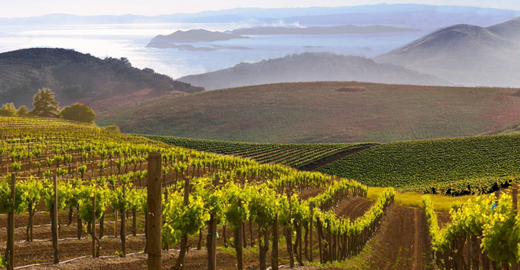 Cathy George Design Illustration